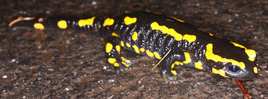 Exotischer Pilz bedroht unsere Feuersalamander
