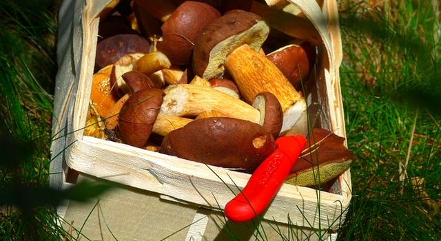 Ab in die Pilze: Pilze sammeln in und um Augsburg