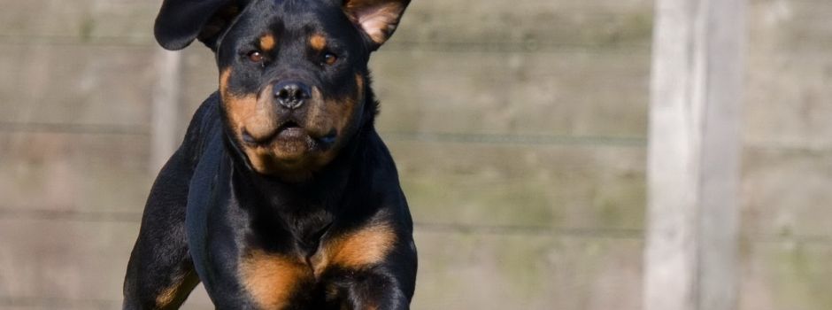 Mann in Mainz von Rottweiler gebissen