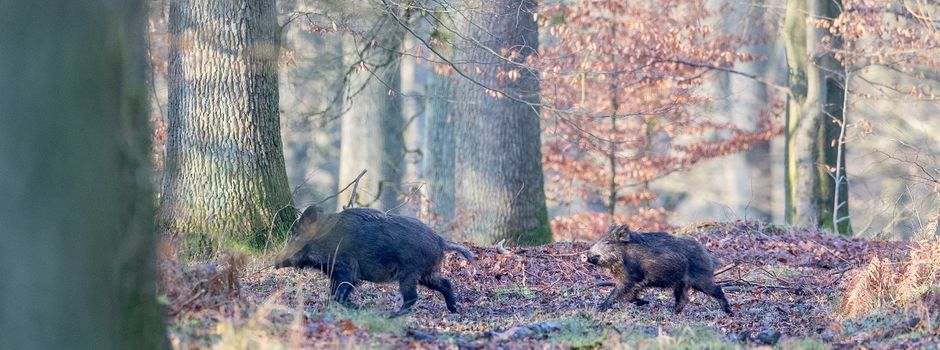 Aujeszkysche Krankheit bei Wildschweinen: Kreisveterinäramt rät Tierhaltern zur Vorsicht