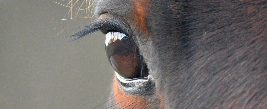 Sexueller Missbrauch: Mann vergeht sich an Pferd