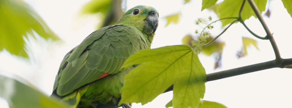 Einzigartig: Diesen freilebenden Vogel gibt es nur in Wiesbaden