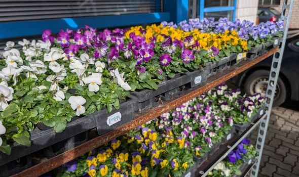 Neues vom Kiebitzmarkt - Der Frühling kommt!