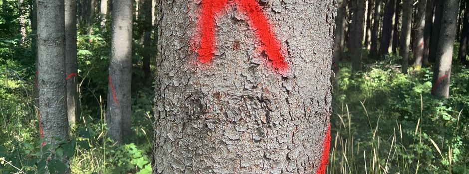Anhaltende Trockenheit setzt unserem Wald zu