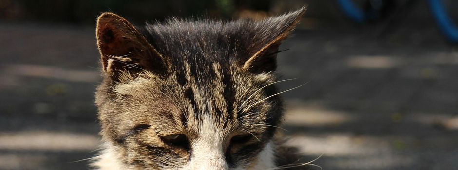 Katzenschutz – Bitte lassen Sie Ihre Freigängerkatze kastrieren
