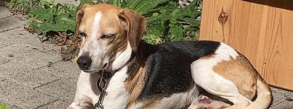 Beagle Eddie ist wieder da