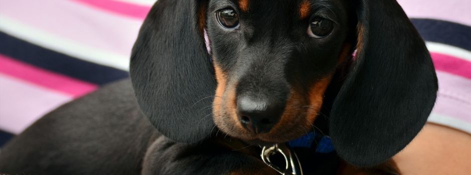 Anleinen von Hunden innerhalb und außerhalb der Ortslage