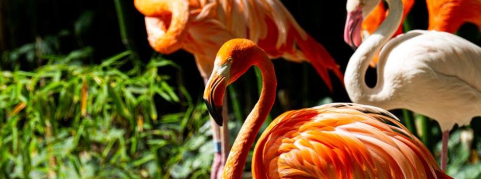 Toter Flamingo und Fahrrad in Gehege gefunden