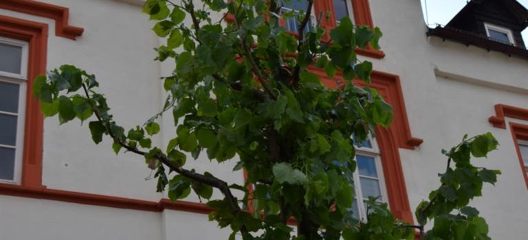 Neuer Baum am Rathaus