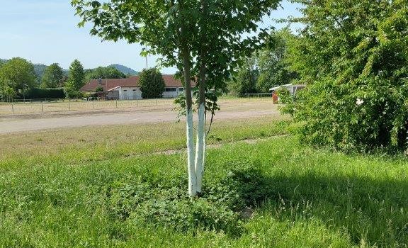 Baumanstrich zum Schutz junger Bäume