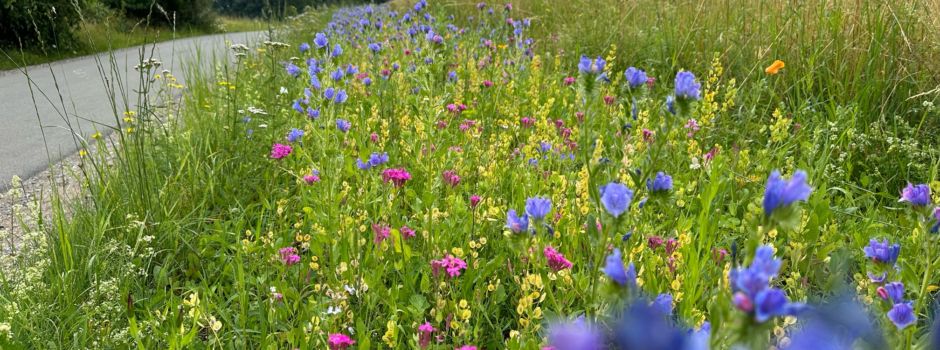 Unsere Blühwiesen stehen in voller Pracht