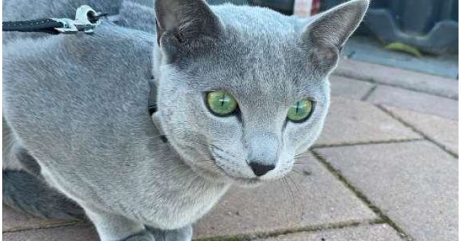 Kater auf offener Straße gestohlen