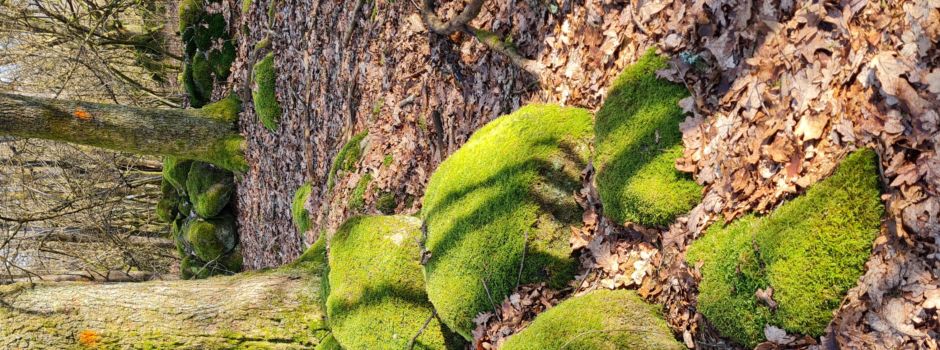 Wiederherstellung des Hutewaldes