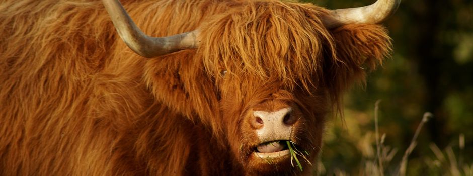 Auerbacher HOAMATFEST