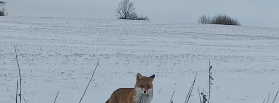 Der Fuchs, der Lübow erkundet