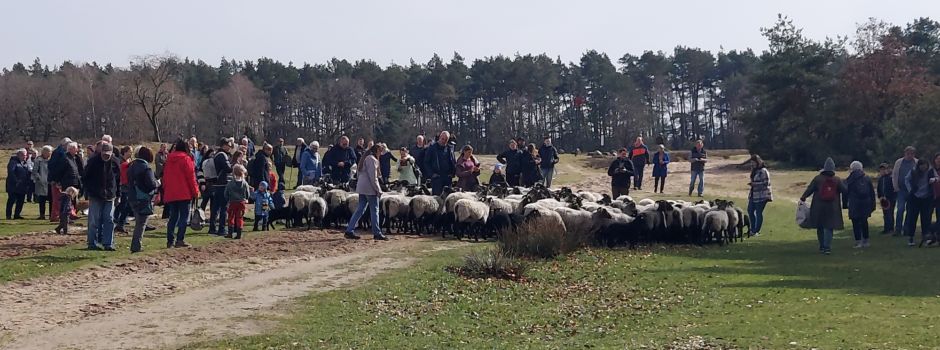 Wie viele Osterlämmer gibt es?