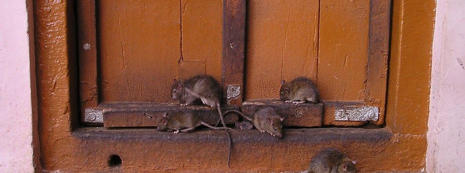 Ratten im eigenen Zuhause? So hilft die Gemeinde bei einem Befall