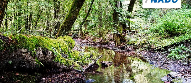 Exkursion Hinterlandswald