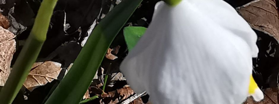 Die Kids auf dem Schneeglöckchenberg