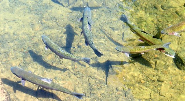 Aktuelle Arbeiten im Stadtwald: Fische zählen und bestimmen