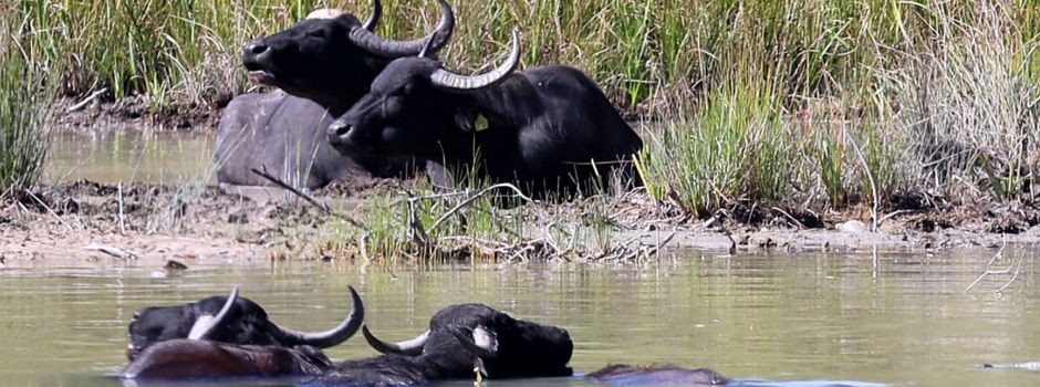 Bei 37 Grad ein kühles Schlammbad in der Wahner Heide