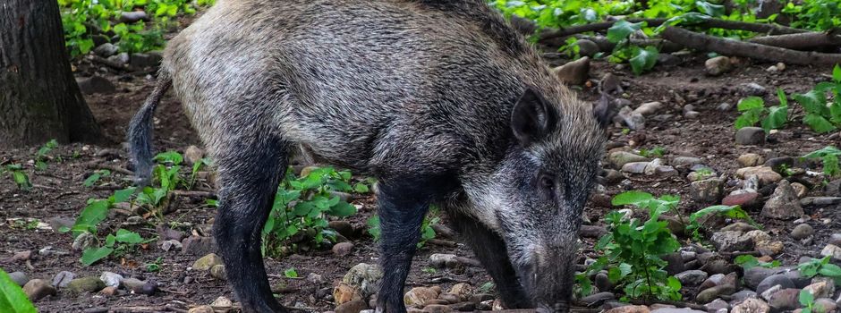 Wildschweine auf Koblenzer Hauptfriedhof: Das sind die Gründe