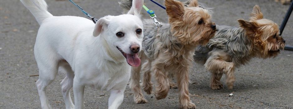Leinenpflicht im Flößerpark: Wie ist die Regelung für Hunde in Augsburg?