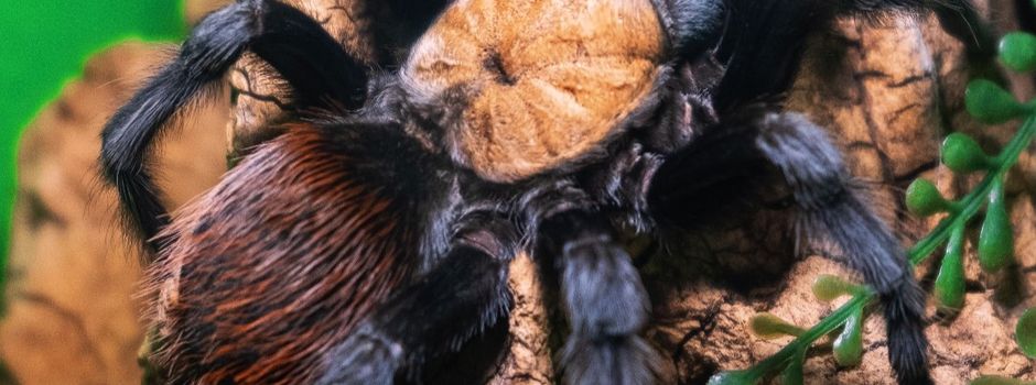 Erstmals in Mainz: Ausstellung mit Vogelspinnen und Insekten