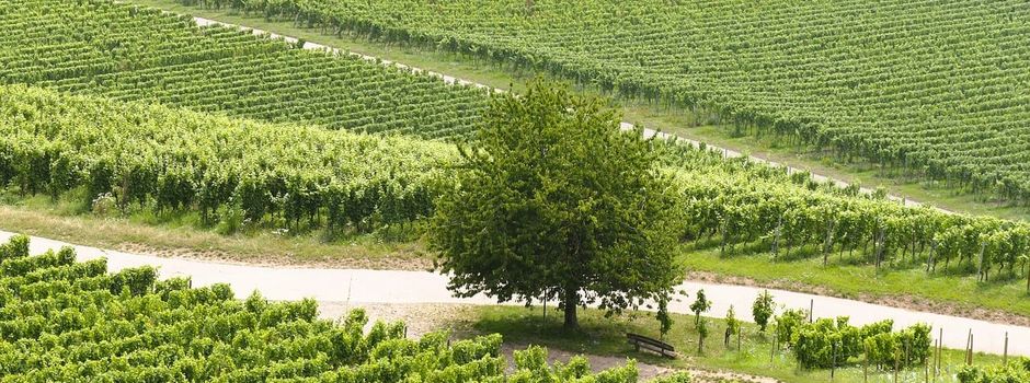 NEU! Rätseln, spielen und Wein entdecken! 