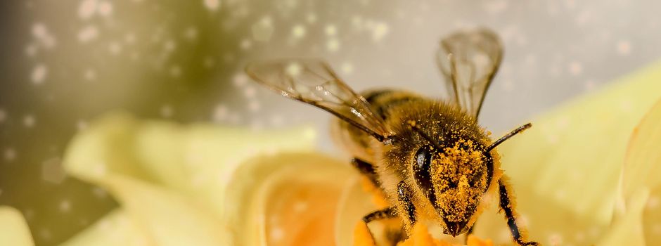 Bienensterben in Bayern – Fakten, Gründe, Folgen
