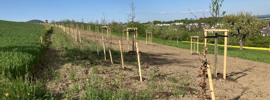 Erweiterung Streuobstwiese am Rabenberg Thür