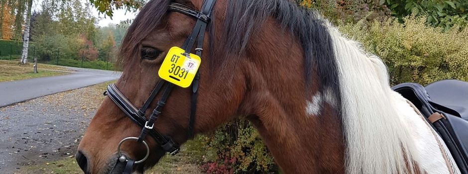 Regelung zum Reiten im Wald soll beibehalten werden