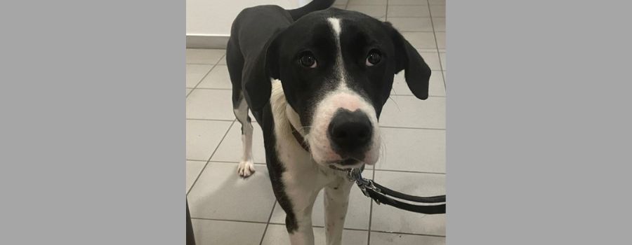 Bericht: Herrenloser Hund war inszenierte Aktion