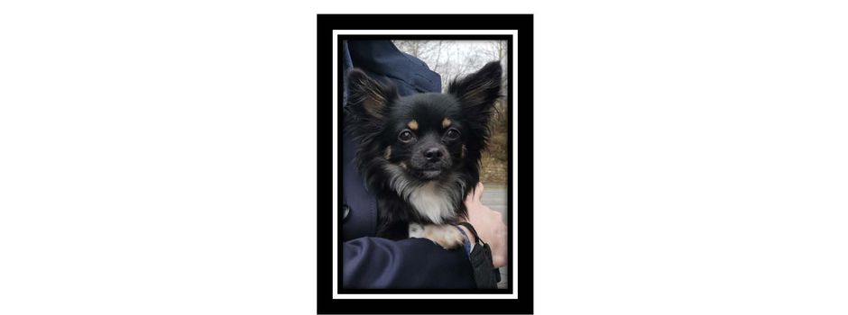 Hündin wegen Giftköder gestorben – Polizei hofft auf Hinweise