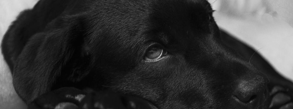 Mehrere Hunde-Vergiftungen in Remagen: Polizei bittet um Hinweise