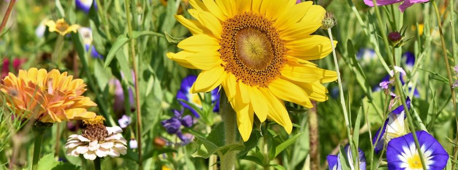 AktionsTeam „Natur & Umwelt“ verteilt Blühmischungen