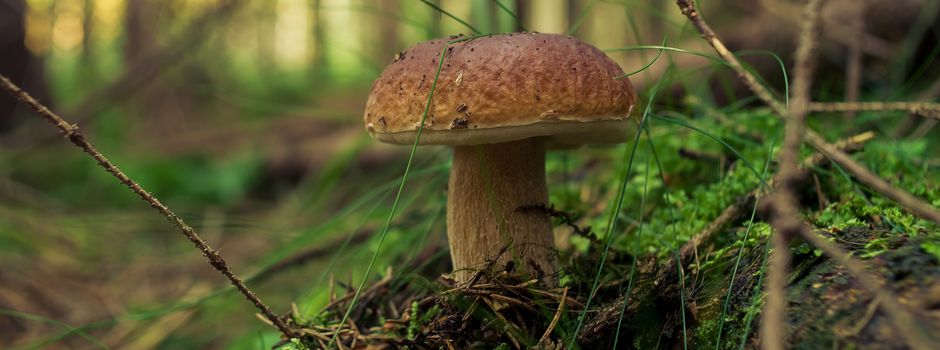 „Natur leicht gemacht“