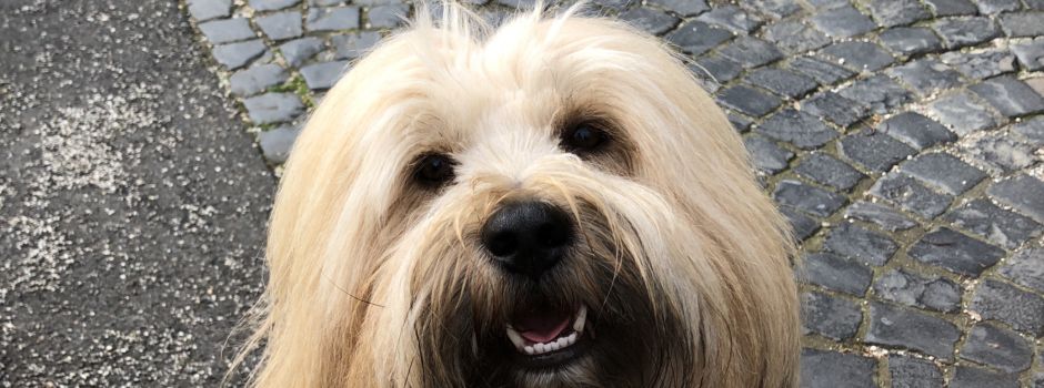 Beendet - GEWINNSPIEL: Wir suchen den tollsten Hund aus Niederkassel