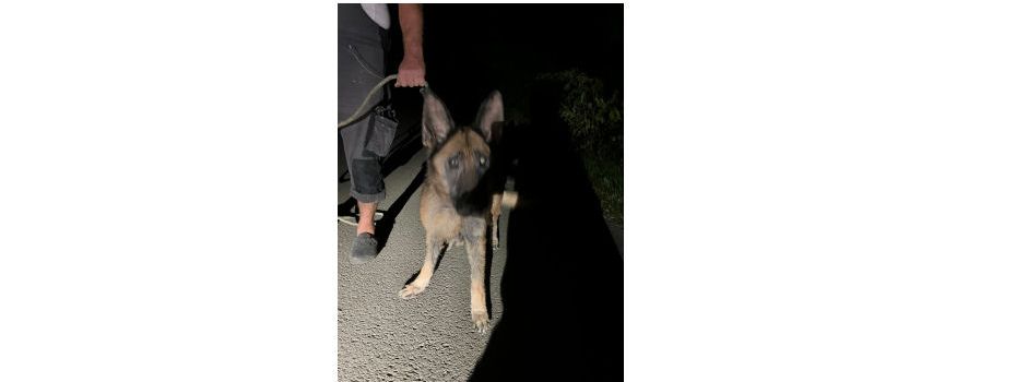 Wer kennt oder vermisst die zugelaufene Schäferhündin „Rocky“