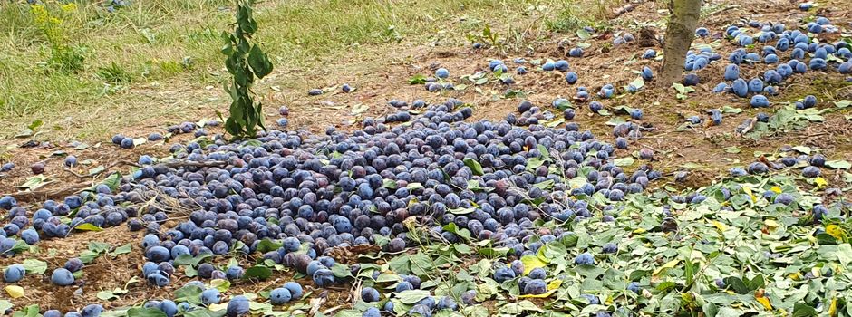 Massenhaft Fallobst auf Mainzer Feldern: Darf es mitgenommen werden?