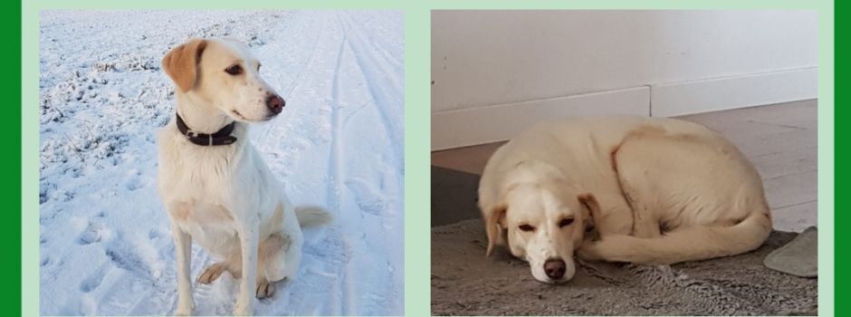 An die Hundefreunde: Neues Zuhause für Luna gesucht!