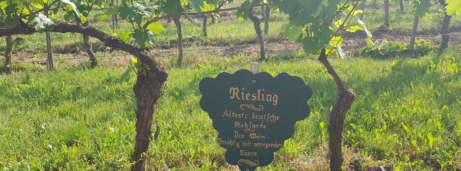 Die Weinsorten unserer Region Rhein-Selz