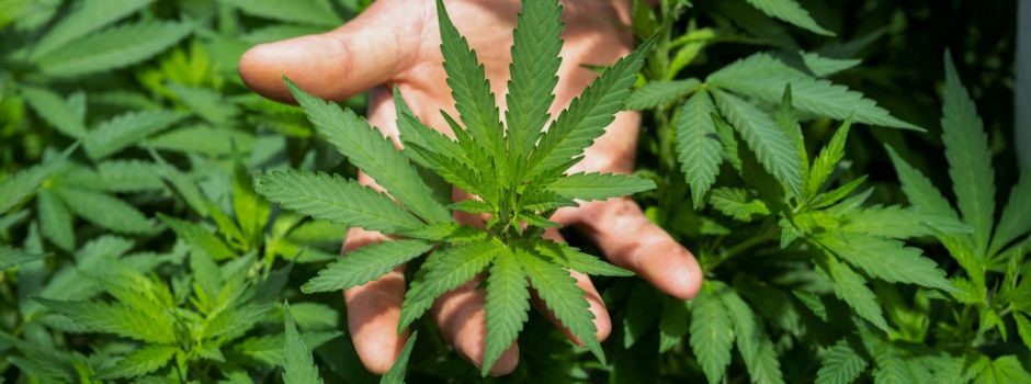 Cannabis-Clubs: Wie ist der Stand in Augsburg 2024?