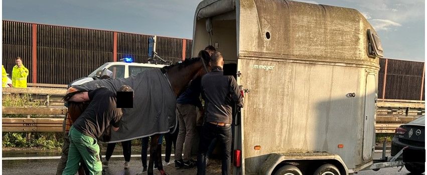Pferd aus Anhänger ausgebrochen: A6 gesperrt