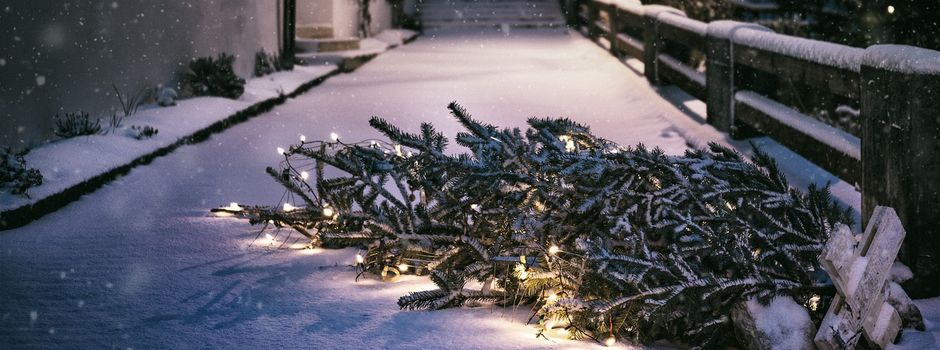 Einsammeln Weihnachtsbäume
