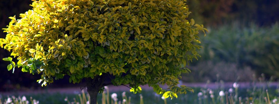 Bekanntgabe - Baumpflanzungen
8.12.-12.12.2025