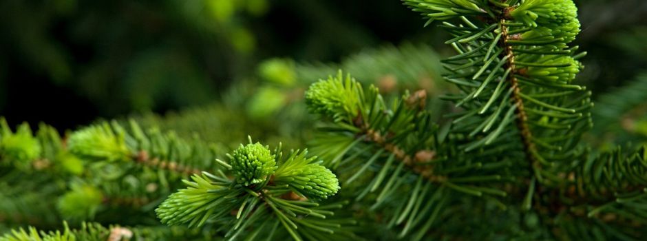 Schmuckreisig am 23.11. von 9-10Uhr