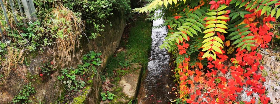 Dürre-Alarm: Mainz verbietet Wasserentnahme aus Bächen und Flüssen