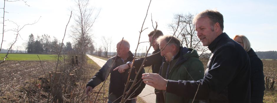 Wallhecken richtig pflegen