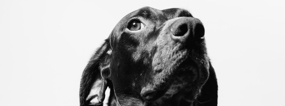 Dogandliving – Neues Fachgeschäft für Hunde eröffnet